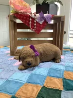 Connie F1b  standard , a female Goldendoodle for sale in Baltic, OH – Photo 6 of 8