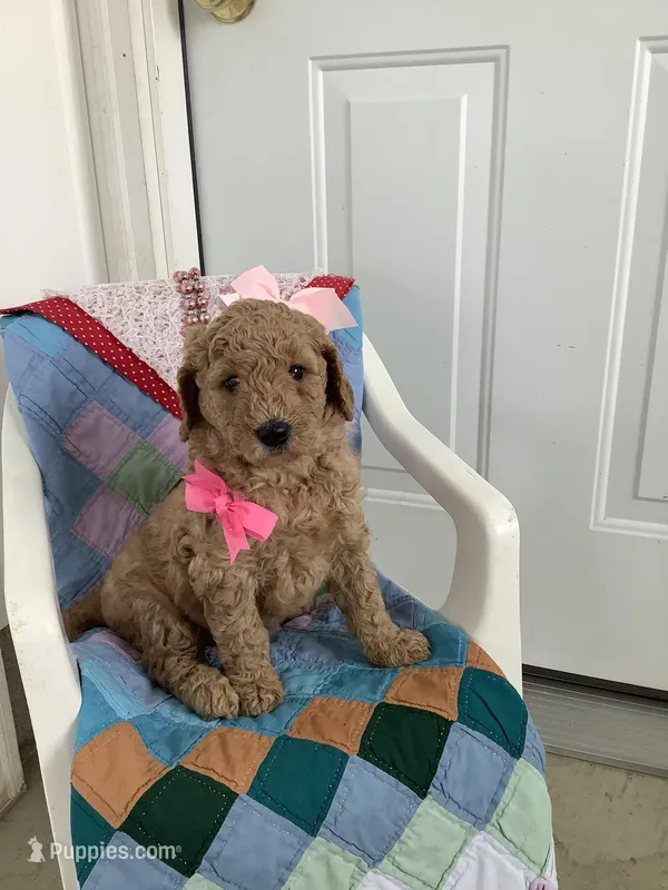 Connie F1b  standard  – Goldendoodle puppy for sale in Baltic, OH