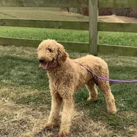 Connie F1b  standard , a female Goldendoodle for sale in Baltic, OH – Photo 5 of 6