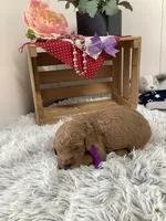 Connie F1b  standard , a female Goldendoodle for sale in Baltic, OH – Photo 5 of 8