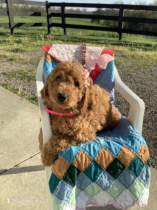 Connie F1b  standard  – Goldendoodle puppy for sale in Baltic, OH
