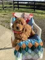 Connie F1b  standard , a female Goldendoodle for sale in Baltic, OH – Photo 1 of 10