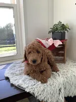 Connie F1b  standard , a female Goldendoodle for sale in Baltic, OH – Photo 6 of 10