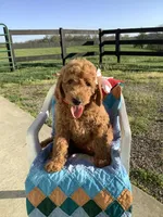 Connie F1b  standard , a female Goldendoodle for sale in Baltic, OH – Photo 7 of 10