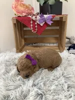 Connie F1b  standard , a female Goldendoodle for sale in Baltic, OH – Photo 4 of 8