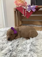 Connie F1b  standard , a female Goldendoodle for sale in Baltic, OH – Photo 2 of 8