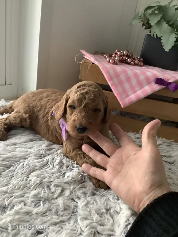 Connie F1b  standard  – Goldendoodle puppy for sale in Baltic, OH