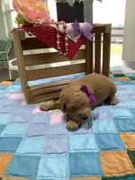 Connie F1b  standard , a female Goldendoodle for sale in Baltic, OH – Photo 3 of 8