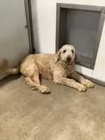 Connie F1b  standard , a female Goldendoodle for sale in Baltic, OH – Photo 8 of 8