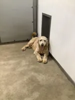 Connie F1b  standard , a female Goldendoodle for sale in Baltic, OH – Photo 6 of 6