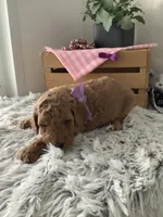 Connie F1b  standard , a female Goldendoodle for sale in Baltic, OH – Photo 3 of 6