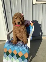 Connie F1b  standard , a female Goldendoodle for sale in Baltic, OH – Photo 2 of 10