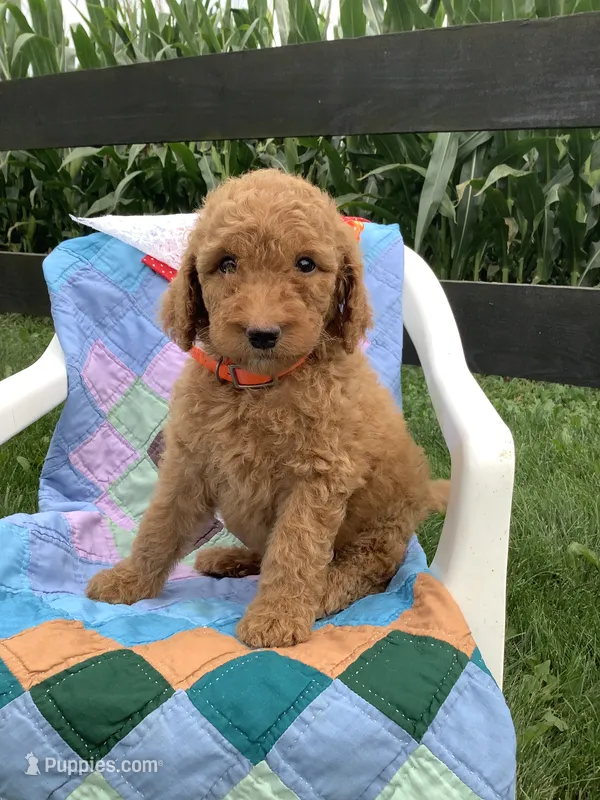 Lindsey-F1bb standard  – Goldendoodle puppy for sale in Baltic, OH