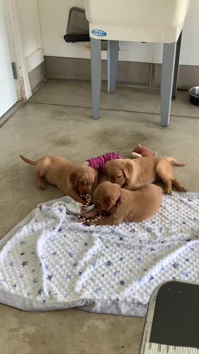 Sally , a male Golden Retriever for sale in Baltic, OH – 6 of 8
