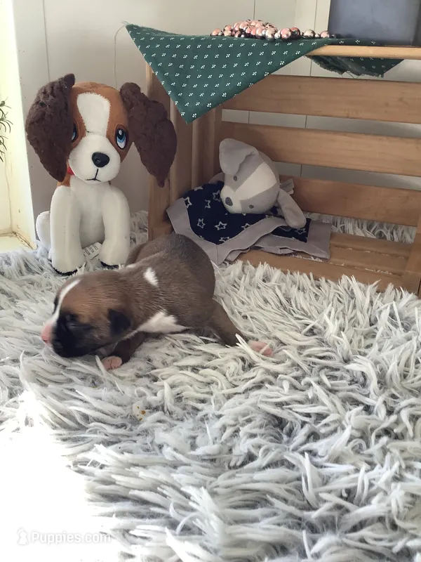 Leo – Boxer puppy for sale in Baltic, OH