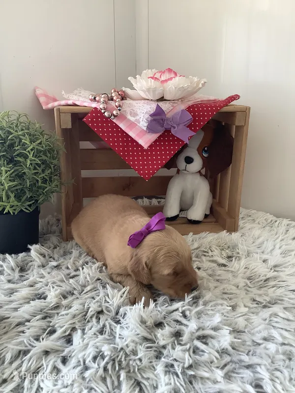 Connie  – Golden Retriever puppy for sale in Baltic, OH