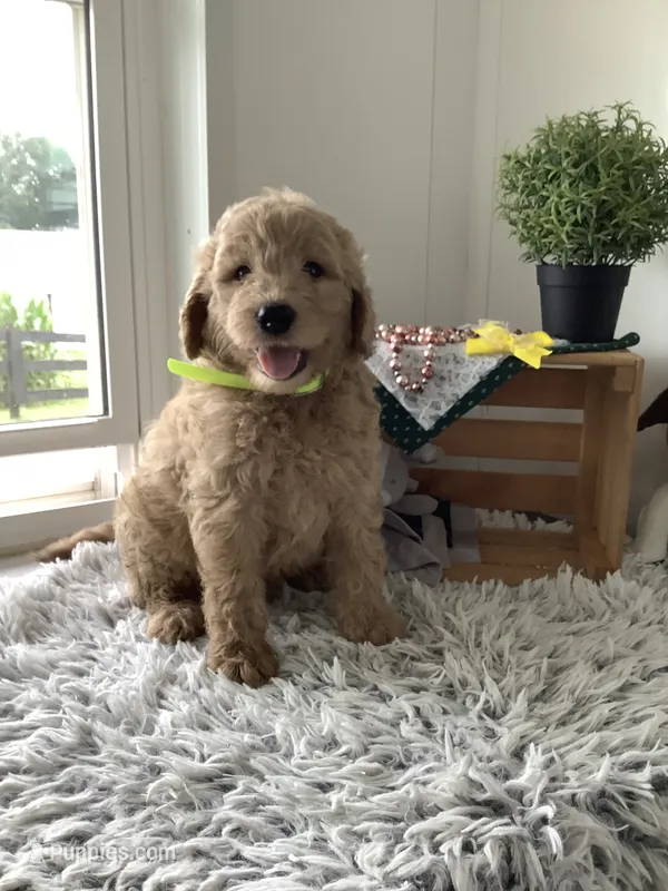 Ryan -F1b  – Goldendoodle puppy for sale in Baltic, OH