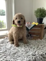Ryan -F1b , a male Goldendoodle for sale in Baltic, OH – 2 of 7