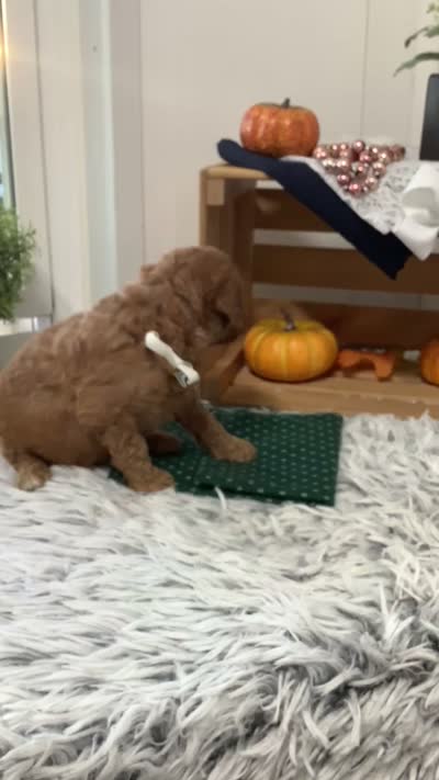 Tanker F1b Goldendoodle , a male Goldendoodle for sale in Baltic, OH – 10 of 10