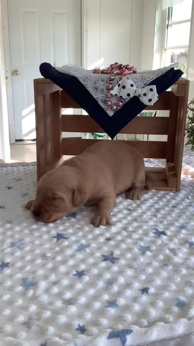 Alex, a male Golden Retriever for sale in Baltic, OH – 8 of 10