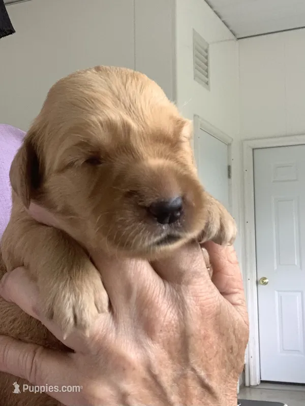 Sally – Golden Retriever puppy for sale in Baltic, OH