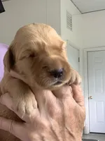Sally, a female Golden Retriever for sale in Baltic, OH – 1 of 8