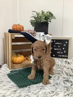 Tanker F1b Goldendoodle , a male Goldendoodle for sale in Baltic, OH – 5 of 10