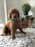 Rascal - F1b , a male Goldendoodle for sale in Baltic, OH – 6 of 10