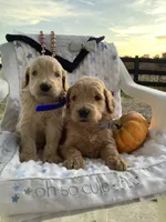 Kenny F1b Goldendoodle , a male Golden Retriever for sale in Baltic, OH – 2 of 8