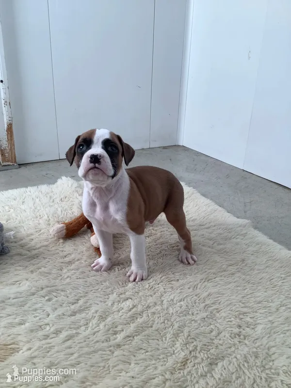 Terry – Boxer puppy for sale in Baltic, OH