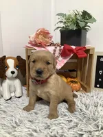 Lindsey, a female Golden Retriever for sale in Baltic, OH – 3 of 9