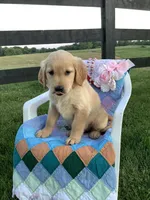 Penny, a female Golden Retriever for sale in Baltic, OH – 3 of 8