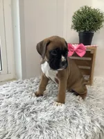 Cyndi, a female Boxer for sale in Baltic, OH – 2 of 7