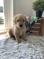 Kobe, a male Golden Retriever for sale in Baltic, OH – 4 of 9