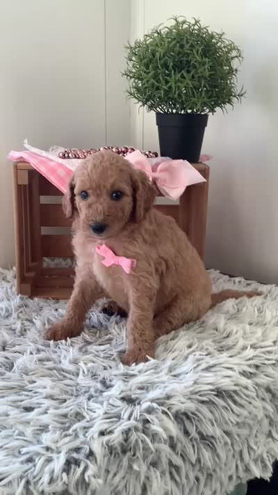 Lady- F1bb Goldendoodle , a female Goldendoodle for sale in Baltic, OH – 5 of 7