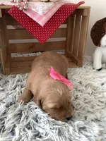 Cindy, a female Golden Retriever for sale in Baltic, OH – 2 of 5