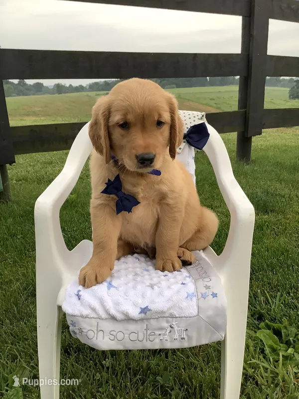 Freddie – Golden Retriever puppy for sale in Baltic, OH