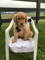 Freddie, a male Golden Retriever for sale in Baltic, OH – 6 of 10
