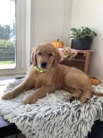 Lola , a female Golden Retriever for sale in Baltic, OH – 7 of 10