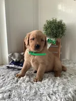 Ticker, a male Golden Retriever for sale in Baltic, OH – 4 of 8