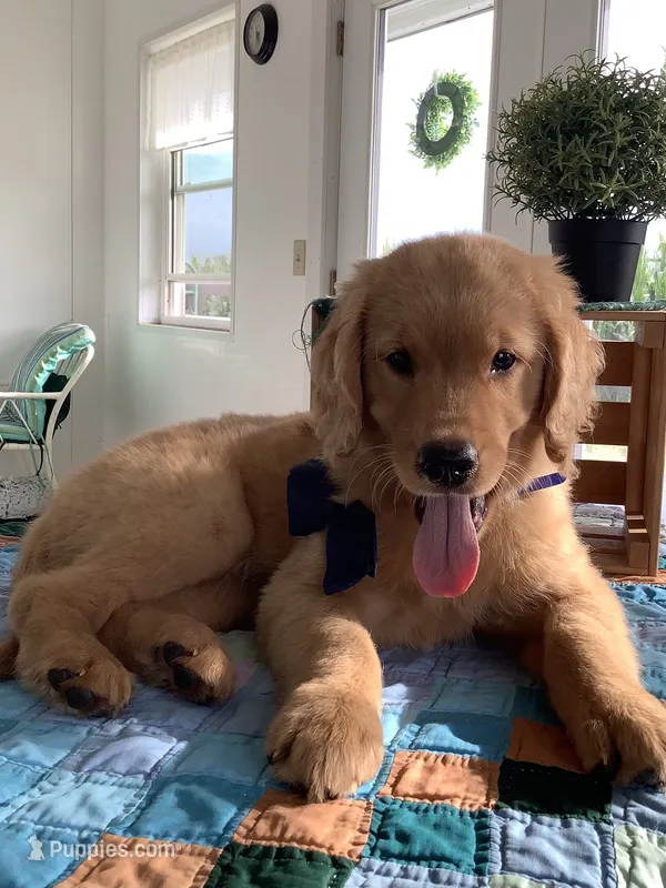 Ty – Golden Retriever puppy for sale in Baltic, OH