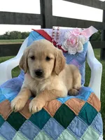Penny, a female Golden Retriever for sale in Baltic, OH – 1 of 8