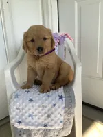Sally, a female Golden Retriever for sale in Baltic, OH – 3 of 8