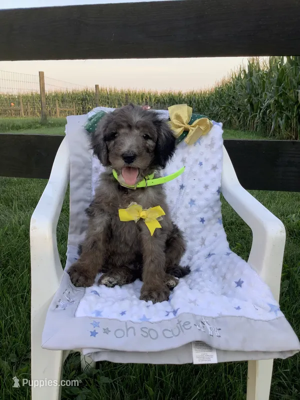 Rex- F1bb Standard  – Goldendoodle puppy for sale in Baltic, OH