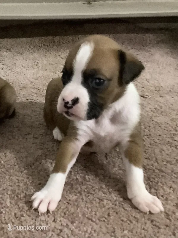 Lady  – Boxer puppy for sale in Baltic, OH