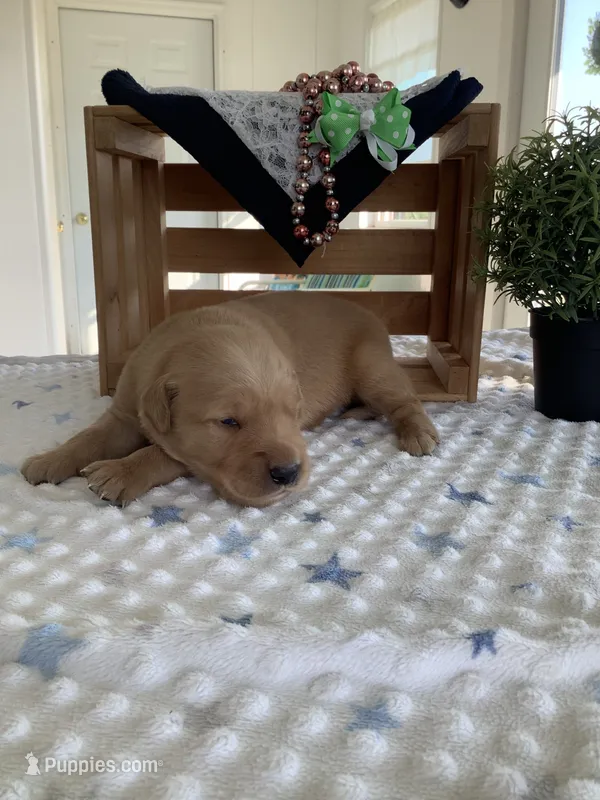 Chase , a male Golden Retriever for sale in Baltic, OH – 1 of 7