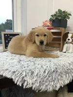 Connie, a female Golden Retriever for sale in Baltic, OH – 6 of 9