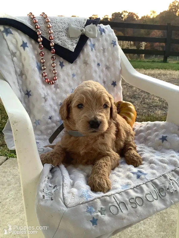 Kenny F1b Goldendoodle  – Golden Retriever puppy for sale in Baltic, OH