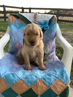 Kobe, a male Golden Retriever for sale in Baltic, OH – 3 of 8