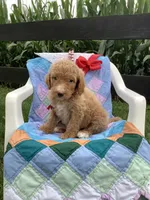 Leah F1bb- standard , a female Goldendoodle for sale in Baltic, OH – 4 of 8